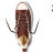 Зимние кожаные кеды Converse (конверс) Chuck Taylor All Star 549597 коричневые